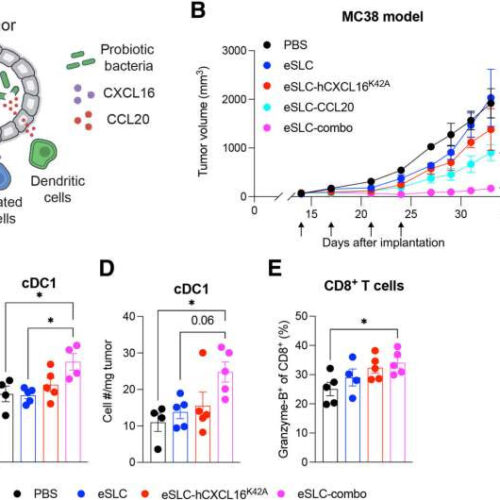 Engineered bacteria find tumors, then alert immune cells