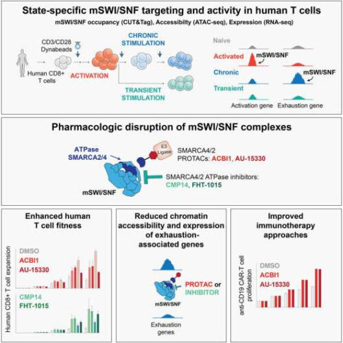 Researchers identify key source of T cell ‘exhaustion’