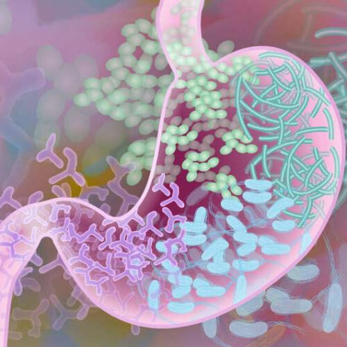 Immune system cells in the gut linked to stress-induced depression