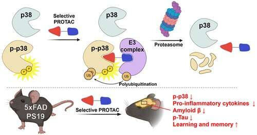 Degrading modified proteins could treat Alzheimer’s, other ‘undruggable’ diseases