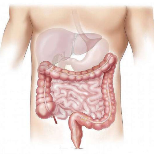 Fat tissues can play a protective role against inflammation in the intestine