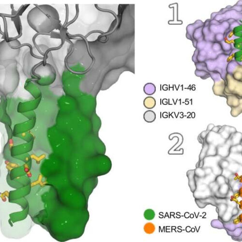 Researchers bioengineer an endocrine pancreas for type 1 diabetes