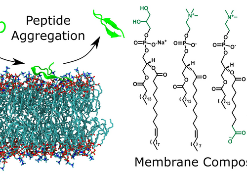 Researchers investigate the influence of oxidative stress on peptide aggregation