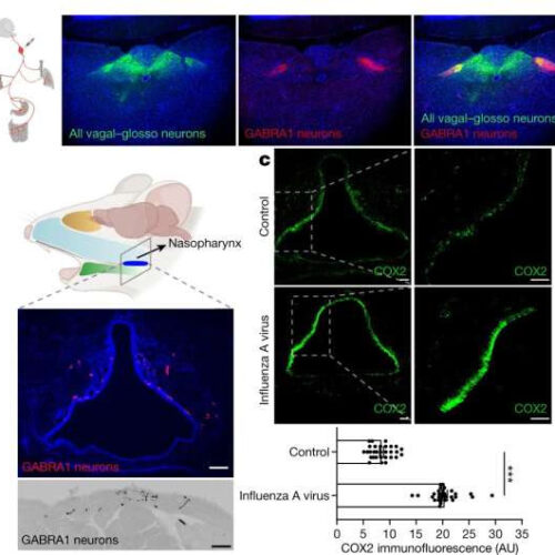 Exploring how the brain senses infection