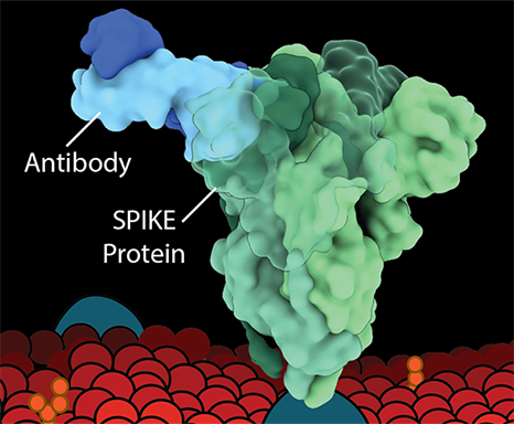 NextGen COVID-19 Antibodies Destroy Spike Protein