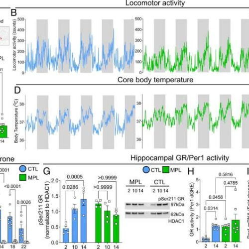 Long-term use of steroids could impair memory, study finds