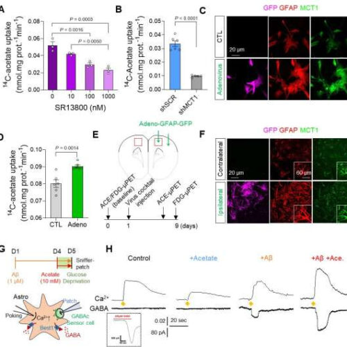 A new breakthrough in Alzheimer’s disease research: Visualizing reactive astrocyte-neuron interaction