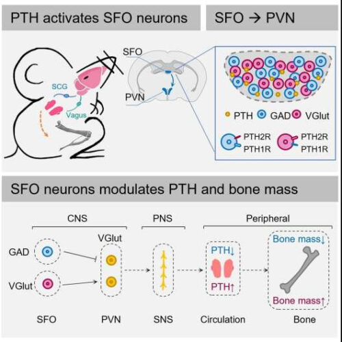 Study finds parathyroid hormone mediates interaction between brain and bones