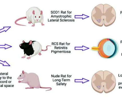 A renewable, engineered cell product shows potential for treating neurodegenerative and retinal diseases