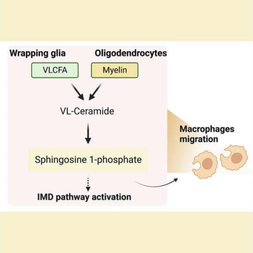 Study reveals a novel biomarker, potentially improved therapy for MS and related neurodegenerative disorders