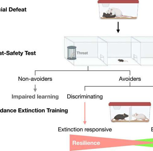 Threat or safety? Why discriminating negative from neutral stimuli is important to promote resilience