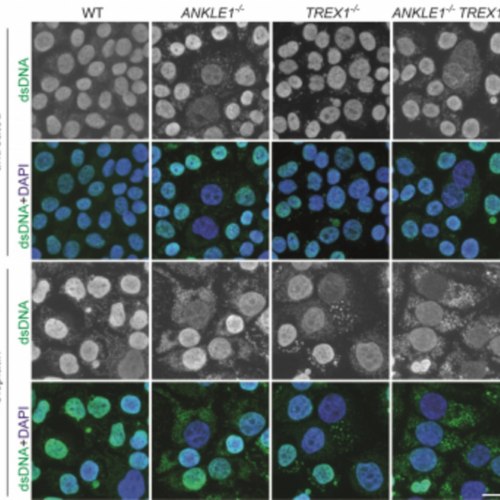 HKU biologists reveal a molecular scissor that cuts chromatin bridge and prevents DNA damages and autoimmunity