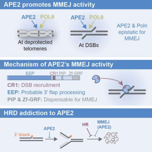 Researchers identify promising new target for drug-resistant breast and ovarian cancers