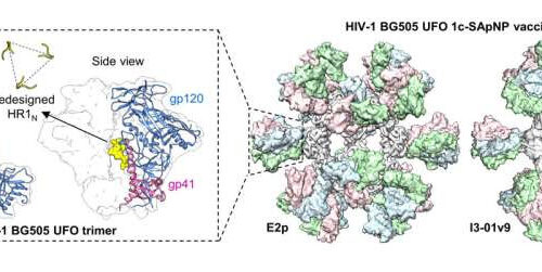 Trim the sugar: New HIV vaccine design improves immune response