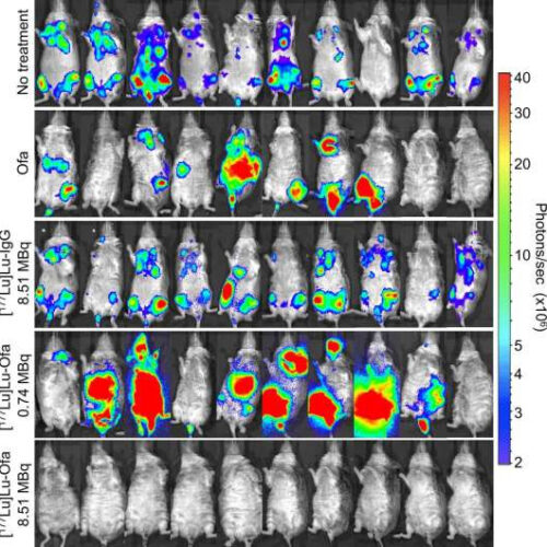 Nuclear medicine therapy cures human non-Hodgkin’s lymphoma in preclinical model by Society of Nuclear Medicine