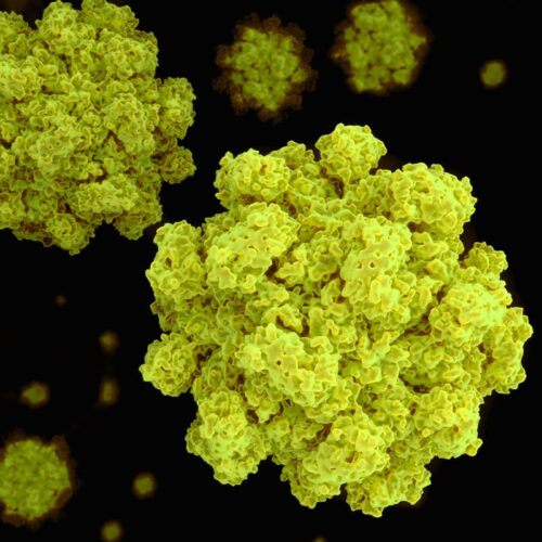 Dual vaccine protects against two common food poisoning viruses