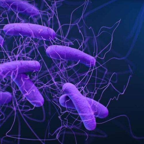 Scientists identify compounds that reduce the harmful side effects of antibiotics on gut bacteria