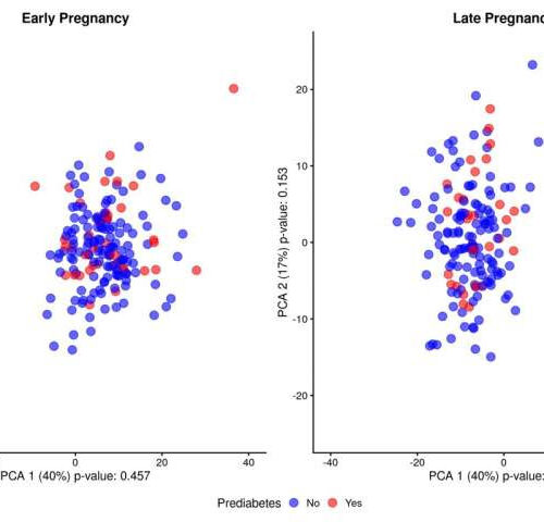 Early pregnancy blood samples can shed light on risk of developing type 2 diabetes