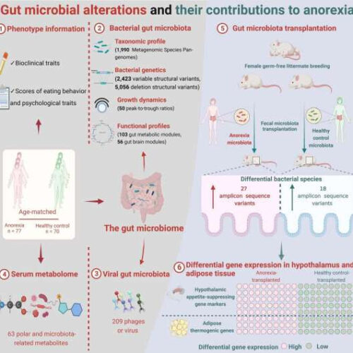 Delving into the disruptive gut microbiome of anorexia nervosa pathology