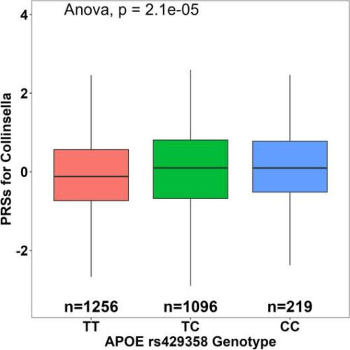 Gut microbiota, Alzheimer’s and the central nervous system