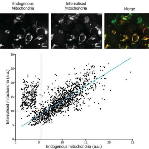 Rescuing corneal cells from death with the help of mitochondria