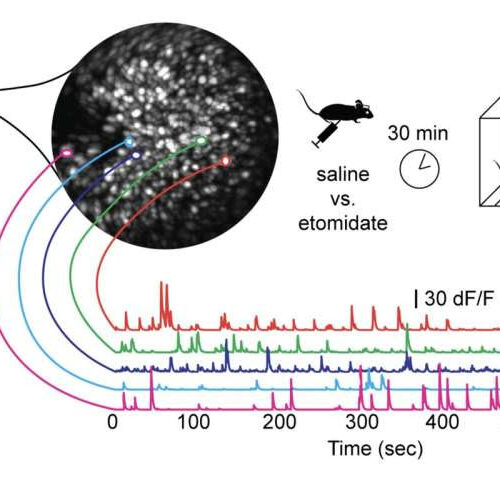 Key memory receptors are located on interneurons, finds study