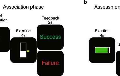 Whether physical exertion feels ‘easy’ or ‘hard’ may be due to dopamine levels, study suggests