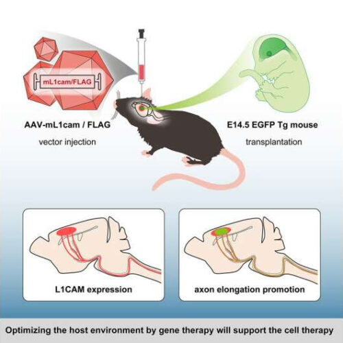 Combining cell transplantation and gene therapy to enhance axonal outgrowth in the central nervous system