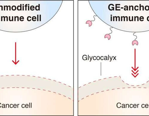 Cancer cells with thicker glycocalyx barrier are better at evading immune cells