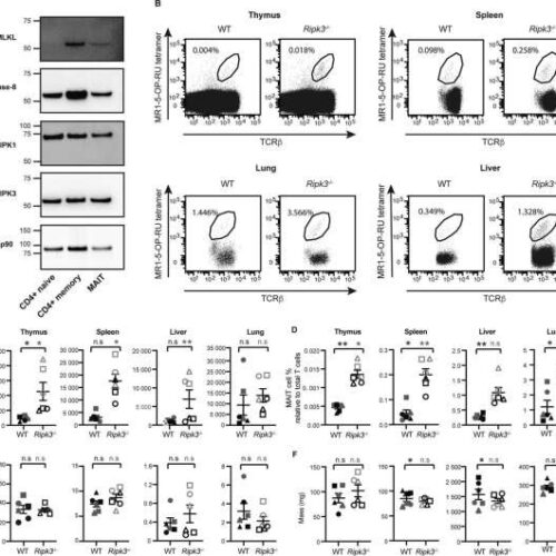 Study: Keeping T cells active, but not too active, could be key to new immune therapies