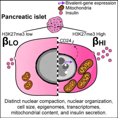 Researchers discover two subtypes of insulin-producing cells