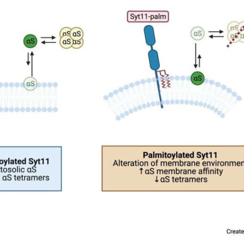 Scientists shed new light on two proteins that exacerbate the progression of Parkinson’s disease