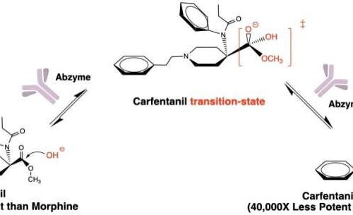 Therapeutic can seek and destroy potent opioid to treat overdoses