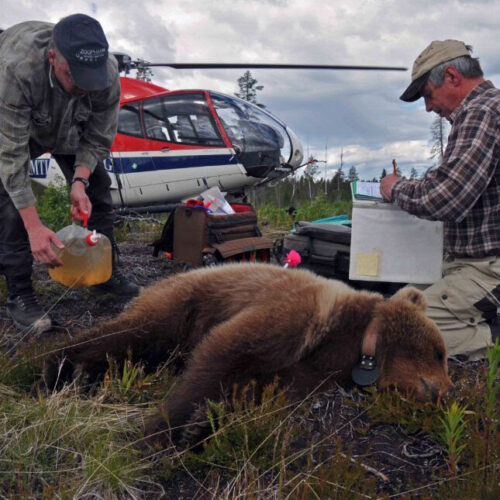 Scientists, going on a bear hunt, find a potential way to treat deadly blood clots