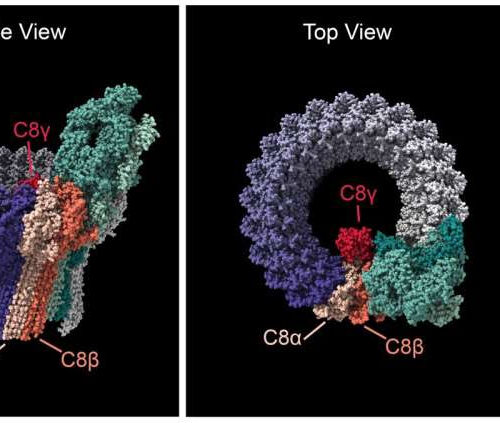 Extremely rare gene variants point to a potential cause of age-related macular degeneration