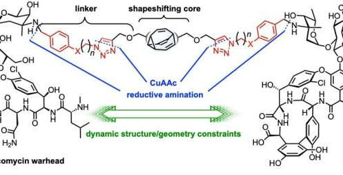 New shape-shifting antibiotics could fight deadly infections