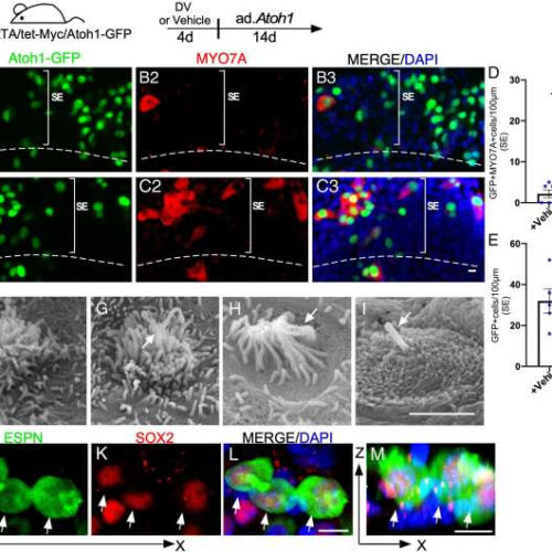 Scientists use drug-like cocktail to regenerate hair cells in preclinical study