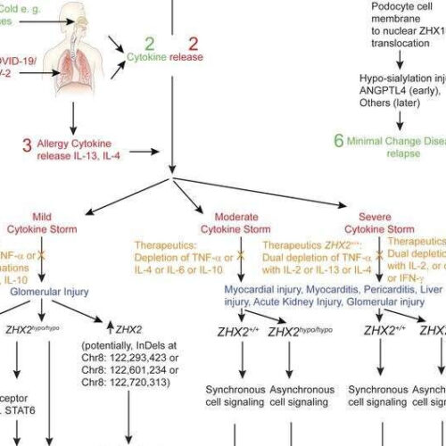 Research unveils paths to stopping cytokine storms in COVID-19