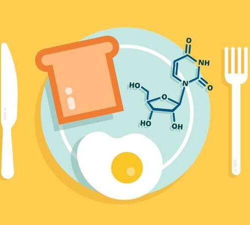 Cells can use uridine, a component of RNA, as a source of energy