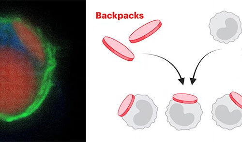 Cells with Backpacks to Treat Multiple Sclerosis