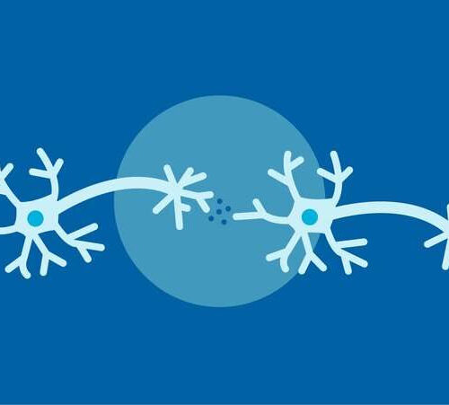 Survey of brain cell junctions shows striking similarities between schizophrenia and bipolar disorder