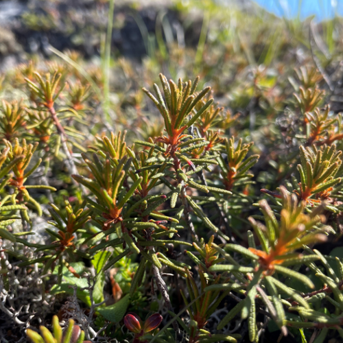 Traditional medicine plant could combat drug-resistant malaria