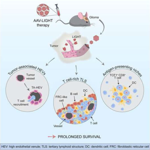 New therapy helps immune system eradicate brain tumors