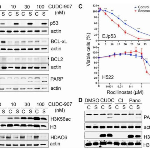 Characterization of the HDAC/PI3K inhibitor CUDC-907 as a novel senolytic