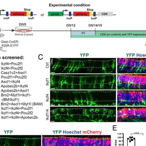 New hope for vision regeneration by reactivating dormant cells in the retina