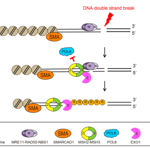 How cells select DNA damage repair pathways