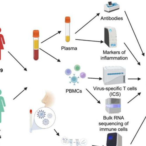 Immune cells targeting core protein of virus are important for early immune defense against COVID-19