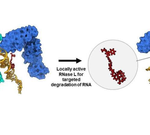 Climbing a new path allows chemists to ascend cancer’s steepest research challenge, a gene called MYC