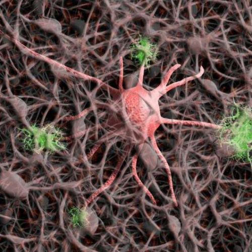 The brain’s protein-destruction machine learns new tricks at synapses, potential target for neurological treatments