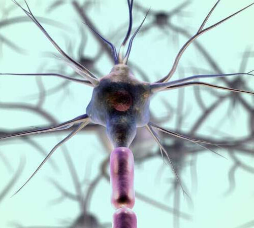 Study shows new chemical compound demonstrates potential in nerve regeneration